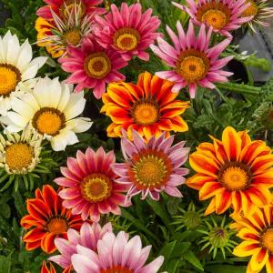 Gazania Splendens Varié